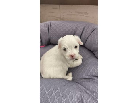 2 aylık maltipoo sıfır numara