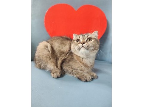 Yavru scottish fold