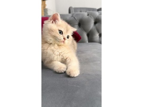 Ay11 safkan golden british shorthair bebek