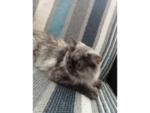 Chinchilla kedimi ücretsiz sahiplendiriyorum