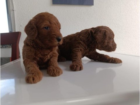 En yakışıklı yavru poodle köpekler