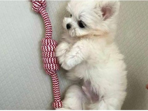 Mini boy maltese yavrularımız