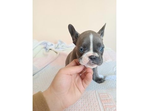 A kalite french bulldog yavrular