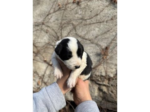 Renk renk border collie yavrular
