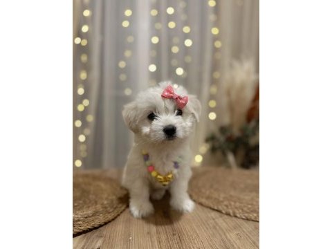 Yavru terrier pamuk gibi bir dişi