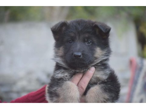 Şecereli şampiyon anne ve babanın yavruları