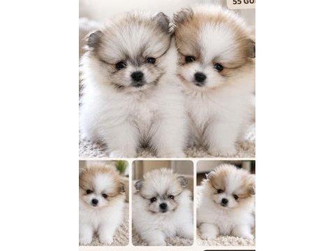 50 günlük pomeranian dişiler
