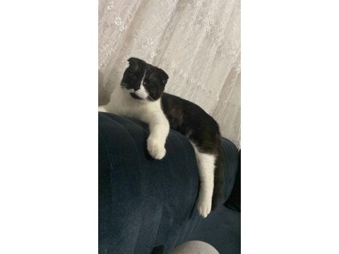 9 aylık scottish fold oğlum yuva arıyor