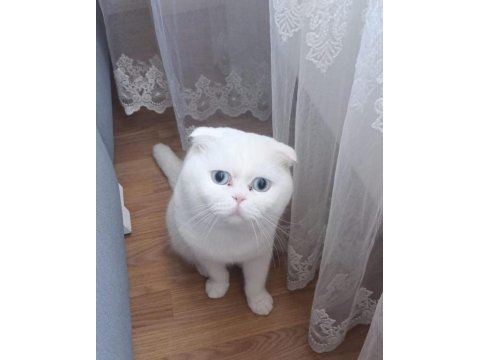 Acil ücretsiz scottish fold