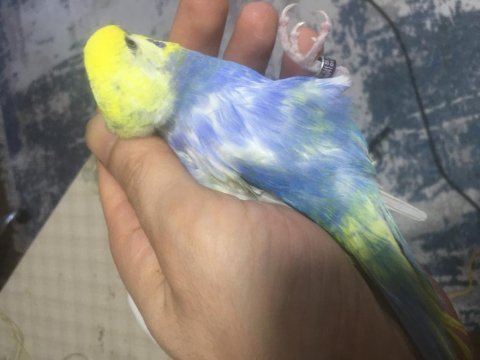 Karışık renklerde rainbow muhabbet kuşu