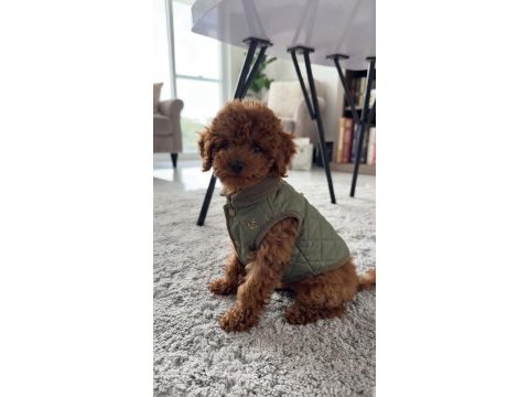 Orijinal toy poodle köpeğimiz