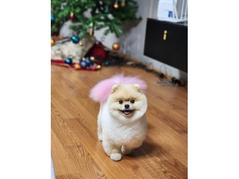 İddaa ediyoruz türkiyedeki en iyi dişi pomeranian