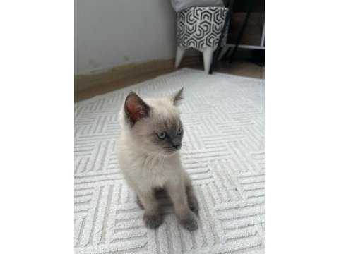 3 aylık blue point dişi