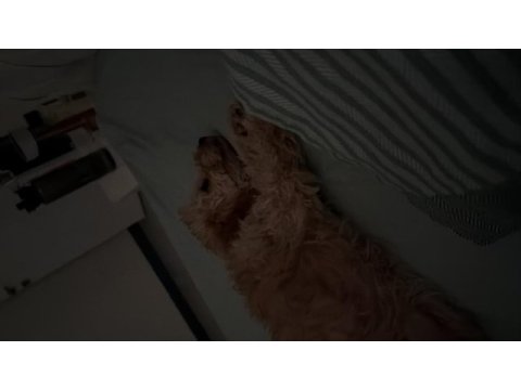 Toy poodle köpeği