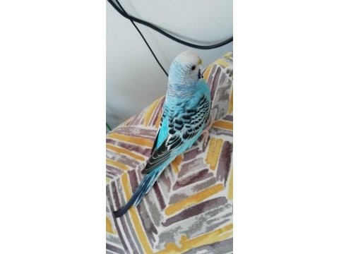 Çift yavru muhabbet kuşu