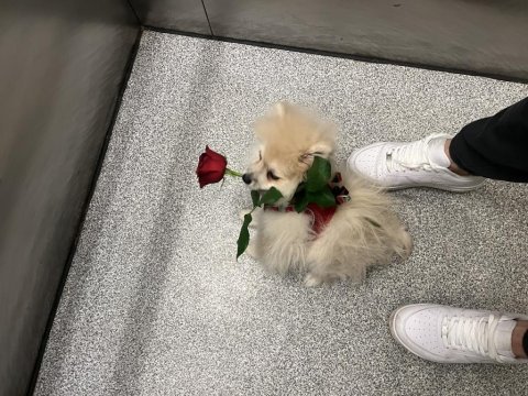 Yavru pomeranian boo