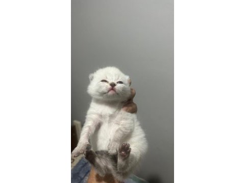 55 günlük british longhair yavrular