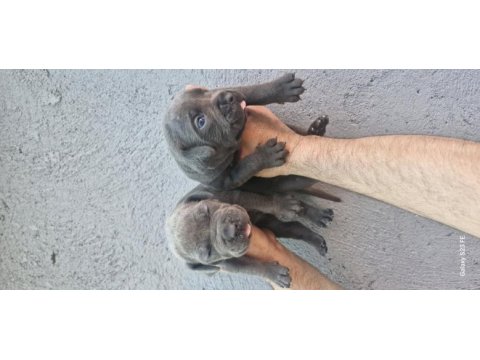 Cane corso köpeği