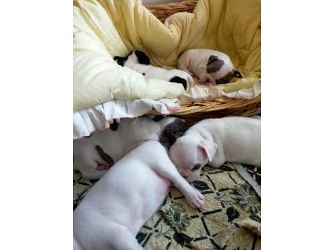 45 günlük french bulldog yavruları