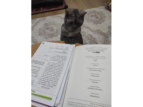 British shorthair duman uyguna sahiplendirilecek