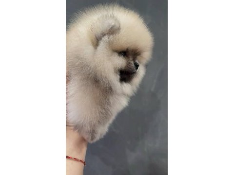 Pomeranian boo köpeği