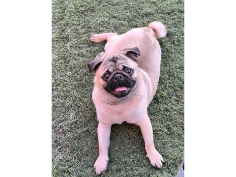 Orjinal pug
