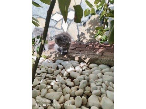 Sahiplendirme erkek ve dişi british shorthair