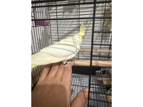 3 aylık sultan papağanı bebek