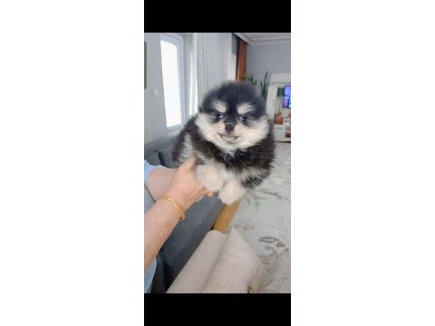 Pomeranian boo 2 aylık köpeğimiz