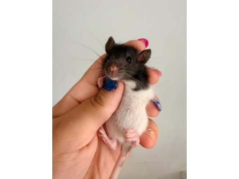Bebek ratlar 1.5k