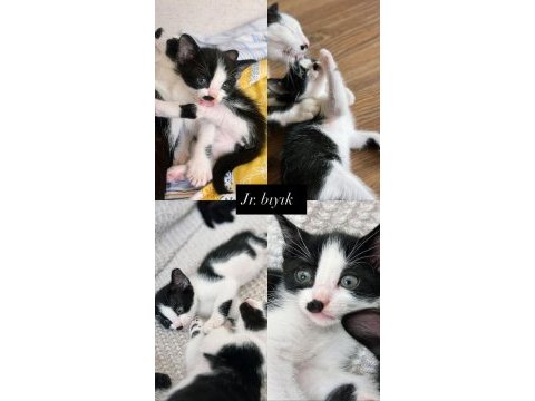 Ev ortamında büyüyen sağlıklı yavru kediler