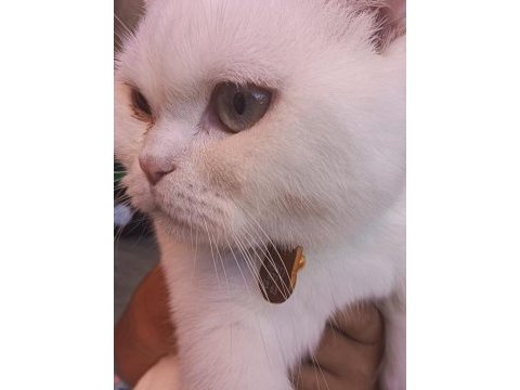 9 aylık scottish fold