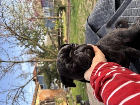Yetişkin iki yaşında pug safkan dişi ve erkek var siyah