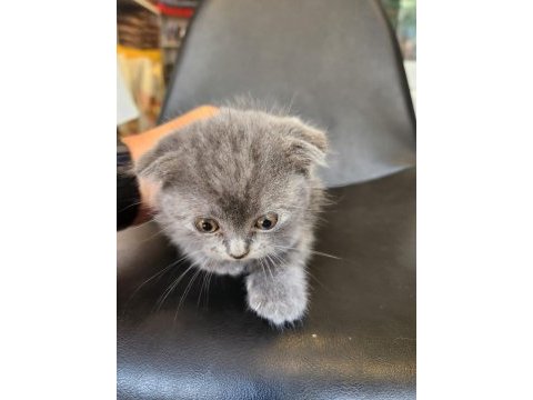 Kızımız 2 aylık bakabilecek birini arıyoruz scottish fold