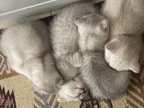 Scottish fold kediler kaçıran üzülür
