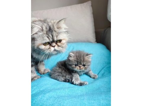 Chinchilla kedisi oğlanım