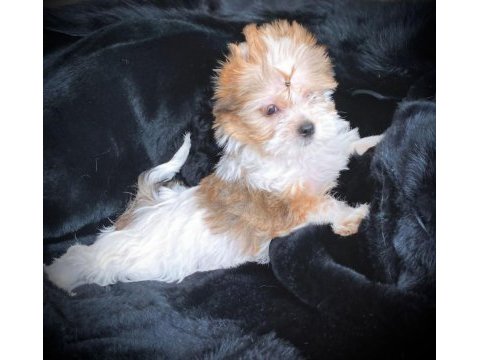 Tea cup exotic yorkshire terrier yavrularımız