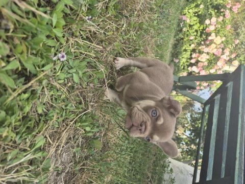 Prens ve prenses french bulldog