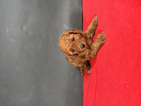 Mini boy red toy poodle yavrumuz