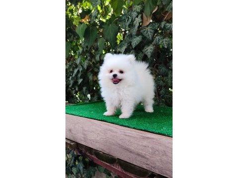 Pomeranian boo gülen surat