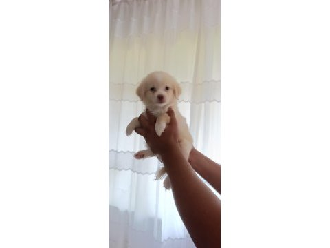 Cins uygun pomeranian yavrular