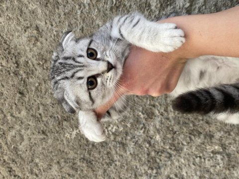 Acil sahiplendirme scottish fold