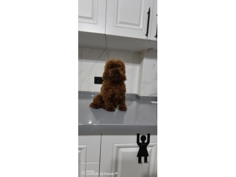 Erkek teacup kore poodle
