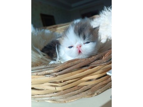 Shorthair iran persian