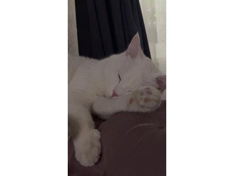 Beyaz british shorthair
