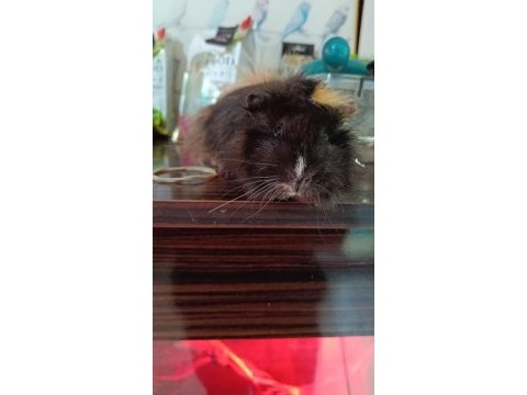 Guinea pigler