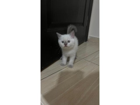Bluepoint orjinal ve çok özel yavru kedimiz