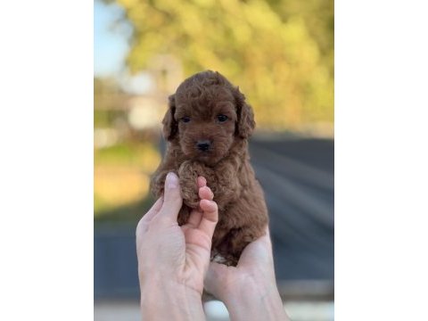 Toy poodle bebeklerimiz