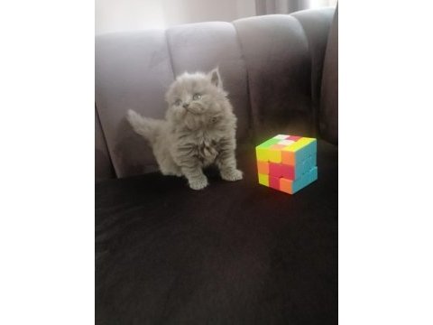 British shorthair yavru antalya