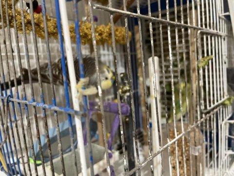 Biri dişi ve biri erkek erkek muhabbet kuşu ele geliyor